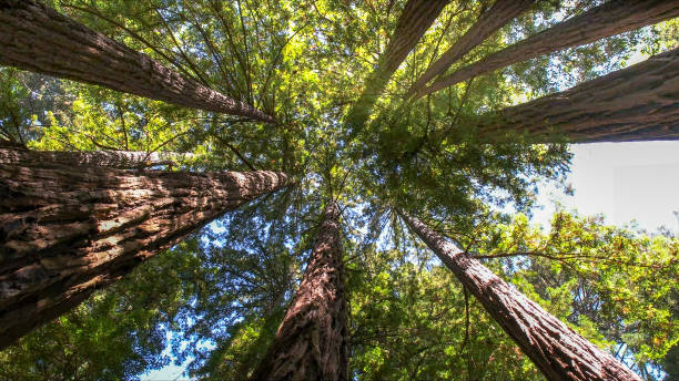 Best Utility Line Clearance  in Atasdero, CA