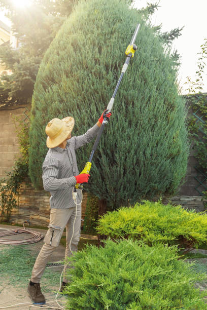 Best Tree Disease Treatment  in Atasdero, CA